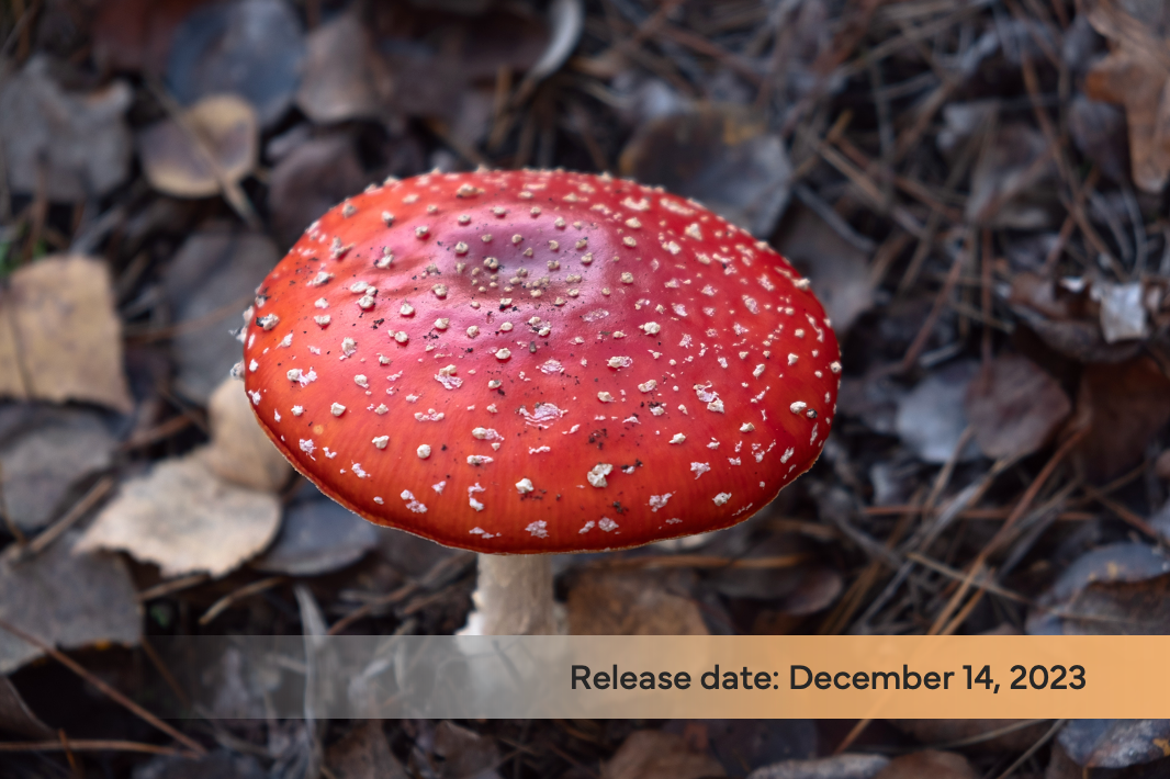 Amanita muscaria: how one mushroom gave Christmas its flair